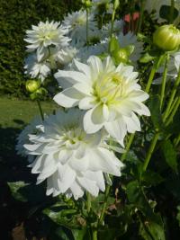 Jiřinka 'Karma Maarten Zwaan' (Dahlia)