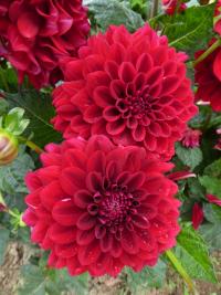 Jiřinka 'Red Runner' (Dahlia)