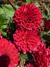Jiřinka 'Red Runner' (Dahlia)