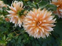 Jiřinka 'Apelsini Sniega' (Dahlia)