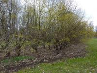 Kornelkirsche (Cornus mas)