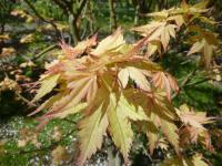 Javor dlanitolistý 'Coral Pink' (Acer palmatum)