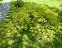 Javor dlanitolistý 'Filigree' (Acer palmatum)