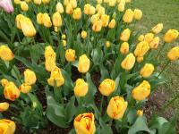 Tulipán 'Striped Apeldoorn' - Darwin hybridy (Tulipa)