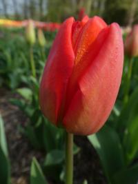 Tulipán 'Bastogne' - Triumph tulipány (Tulipa)