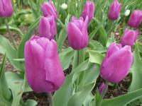 Tulipán 'Blue Beauty' - Triumph tulipány (Tulipa)