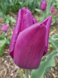 Tulipán 'Passionale' - Triumph tulipány (Tulipa)