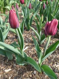Tulipán 'Armani' - Triumph tulipány (Tulipa)