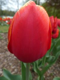 Tulipán 'Kees Nelis' - Triumph tulipány (Tulipa)