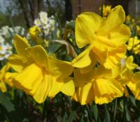 Narcis 'Quail' - Jonquilla narcisy (Narcissus)