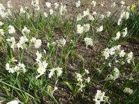 Narcis 'Laurens Koster' - Tazetta narcisy (Narcissus)
