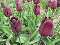 Tulipán 'Continental' - Triumph tulipány (Tulipa)