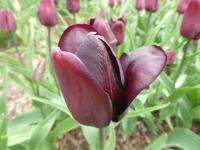 Tulipán 'Continental' - Triumph tulipány (Tulipa)