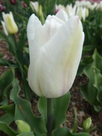 Tulipán 'Kyoko Takahashi' - Triumph tulipány (Tulipa)