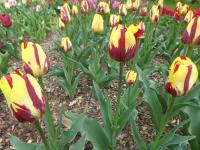 Tulipán 'Helmar' - Triumph tulipány (Tulipa)