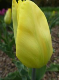 Tulipán 'Yellow Flight' - Triumph tulipány (Tulipa)
