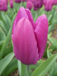 Tulipán 'Purple Prince' - Jednoduché rané tulipány (Tulipa)