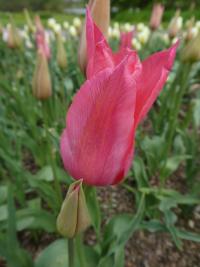 Tulipán 'Mariette' - Liliokvěté tulipány (Tulipa)