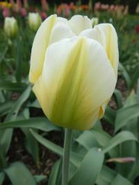 Tulipán 'Lemon Chiffon' - Triumph tulipány (Tulipa)