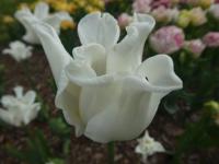 Tulipán 'White Liberstar' - Triumph tulipány (Tulipa)