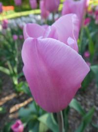 Tulipán 'Mistress' - Triumph tulipány (Tulipa)