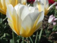 Tulipán 'Lemon Chiffon' - Triumph tulipány (Tulipa)