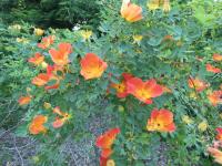 Růže žlutá 'Austrian Copper' (Rosa foetida)