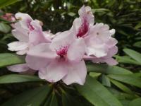 Pěnišník 'Cordesa' (Rhododendron)