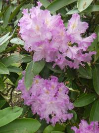 Pěnišník 'Sputnik' (Rhododendron)