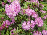 Pěnišník 'Violetta' (Rhododendron)
