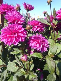 Jiřinka 'Marcel Dassault' - Dekorační jiřinky (Dahlia)