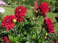 Jiřinka 'All Directions' - Dekorační jiřinky (Dahlia)