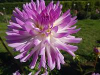 Jiřinka 'Bold Accent' - Semikaktusovité jiřinky (Dahlia)
