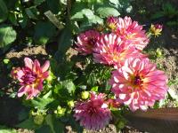 Jiřinka 'Bourbon Street' - Dekorační jiřinky (Dahlia)