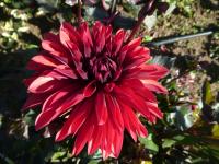 Jiřinka 'Danique' - Dekorační jiřinky (Dahlia)