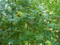 Růže Roxburghova (Rosa roxburghii)