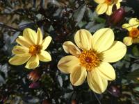 Jiřinka 'HS Party' - Jednoduše kvetoucí jiřinky (Dahlia)