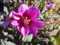 Jiřinka 'HS Juliet' - Jednoduše kvetoucí jiřinky (Dahlia)