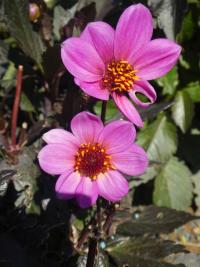 Jiřinka 'HS Juliet' - Jednoduše kvetoucí jiřinky (Dahlia)