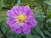 Jiřinka 'Take Off' - Anemonkovité jiřinky (Dahlia)