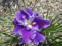 Kosatec Kaempferův 'Frosted Intrigue' (Iris ensata)