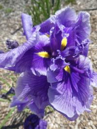 Kosatec Kaempferův 'Foreign Intrigue' (Iris ensata)