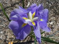 Kosatec Kaempferův 'Strut and Flourish' (Iris ensata)