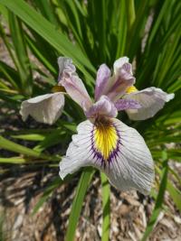 Kosatec 'Shoryu No Mai' - skupina Pseudata (Iris)