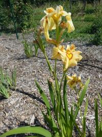 Kosatec 'Akimatsuri' - skupina Pseudata (Iris)
