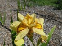 Kosatec 'Akimatsuri' - skupina Pseudata (Iris)