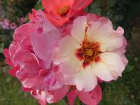 Růže 'Alissar, Princess of Phoenicia' - Hybridy růže perské (Rosa)