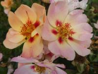 Růže 'Coral Babylon Eyes' - Hybridy růže perské (Rosa)