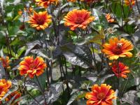 Janeba drsná 'Bleeding Hearts' (Heliopsis helianthoides var scabra)