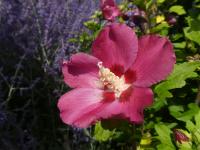 Ibišek syrský 'Woodbridge' (Hibiscus syriacus)